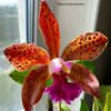 Blc. Waianae leopard x Cattleya guttata.
